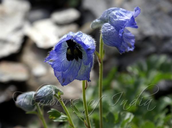 Musk Larkspur